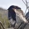 Ferruginous Hawk hunting in Sonoran Desert