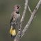 Northern Flicker (Yellow-shafted) display