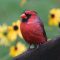 Colorful cardinal