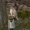 red-shouldered hawk checks out feeders from nest box