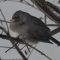 Junco trying to keep warm