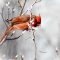 Northern Cardinal in a winter Sand Cherry Tree