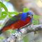A male Painted Bunting checking me out as I was checking him out
