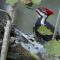 Pileated Woodpecker searching for insects in Corkscrew Swamp habitat