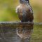 Birdbath Reflection