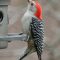 Red-bellied Woodpecker on feeder