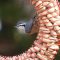 Ring Around the Nuthatch
