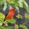 Scarlet Tanager in Mulberry Tree