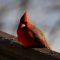 Sunlit Cardinal