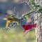 Summer Tanager Spat