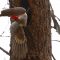 One of A Kind Pileated Woodpecker