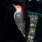 Red-Bellied Woodpecker in the afternoon sun