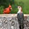 Red-bellied Woodpecker vs. Cardinal