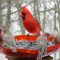 Northern Cardinal – King of the Finches