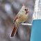 Female Cardinal with Seed
