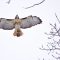 Red-tail Fly-by