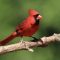 Radient Red Cardinal