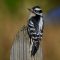 a  Downy Woodpecker rests on a post