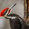 Male Pileated Woodpecker Excavates a Maple Tree