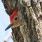 Red bellied woodpecker at home