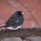 Junco perched on branch above feeders.
