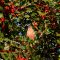 American Robin among the holly trees