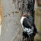 Almost Red-headed Woodpecker