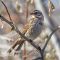 Song Sparrow with unusual feet
