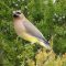 Waxwing in the Evergreen