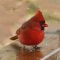 Northern Cardinal male with seed