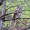 Barred Owl Surprise