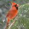 Northern Cardinal in a snow