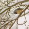 Snowy days are for the birds (titmouse to be exact)