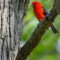 Male Scarlet  Tanager