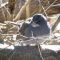 Unexpected Hybrid Dark-eyed Junco X White-throated Sparrow