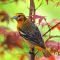 Baltimore Oriole in Japanese Maple