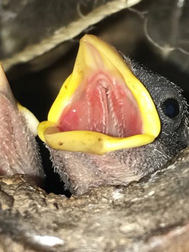 pictures of baby birds with yellow beaks