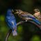 Backyard Bluebird Babies