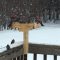 Beautiful Pine Grosbeaks in the Snow