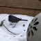 Dark Eyed Junco Staying Warm and Low on the Ground.
