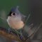 Nicely tufted titmouse