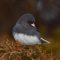 Who said boring is beautiful? This Dark-eyed Junco did!