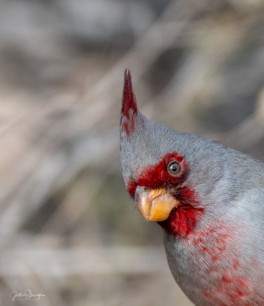 portrait of a Pyrrhuloxia looking quizzically at the camera.