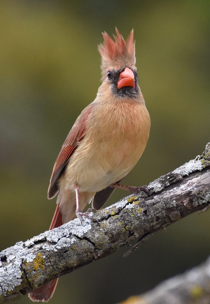 female Northern Cardinal- her crest is being blown by the wind so that the feathers have separated into three sections, appearing similar to a crown.