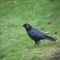American Crow With Tumor or Infection