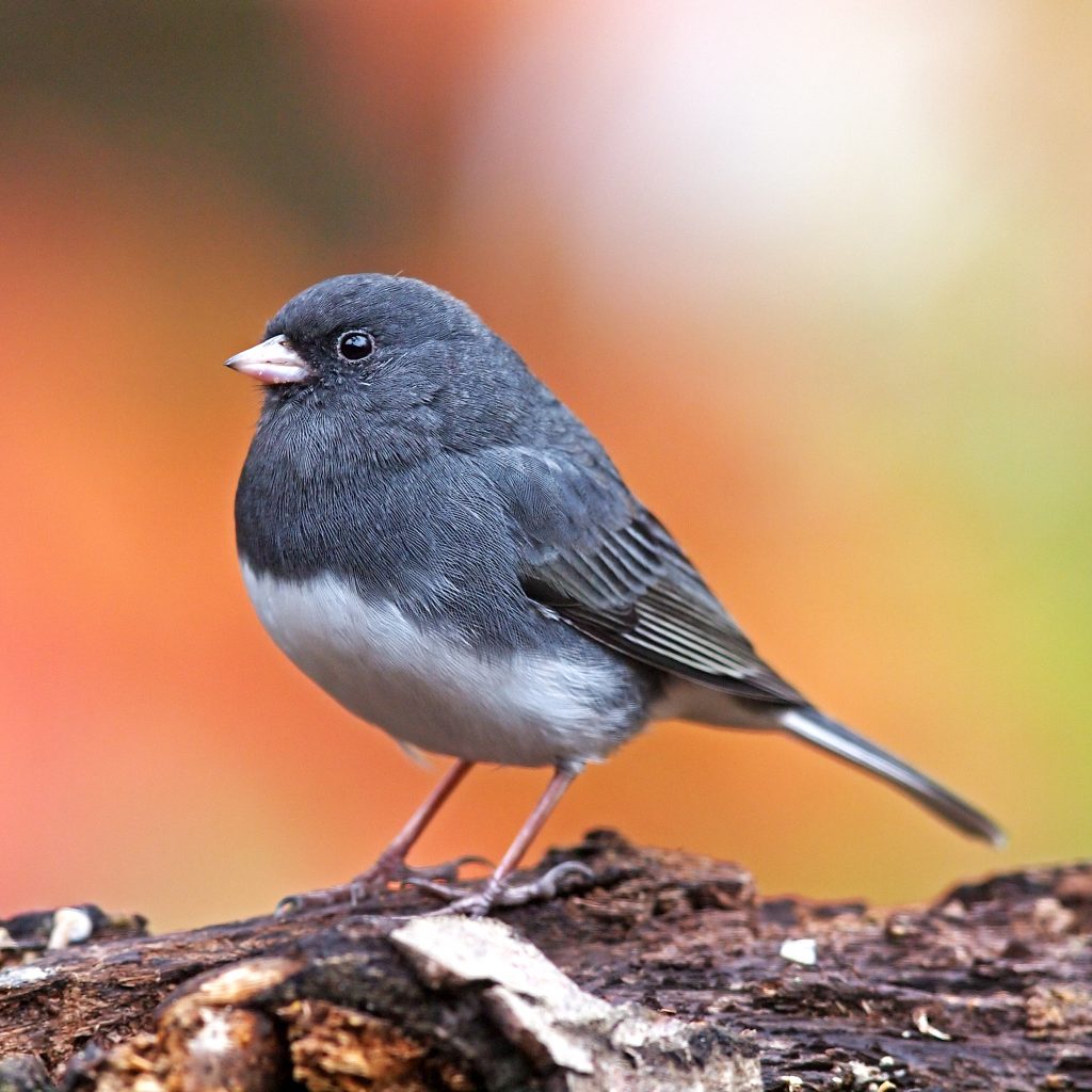 Dark-eyed Junco with blurred fall colors in the background