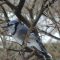 Blue Jay on a feeder day..