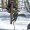 Him and Her Piliated Woodpeckers on suet feeder – 2/19/2019