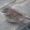 White Throat Sparrow picking through mealworms