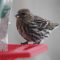 Pine Siskin part of the mixed flock